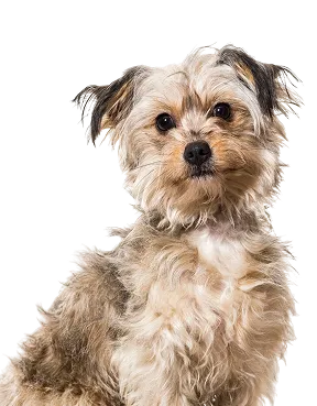 Small Breed Adults