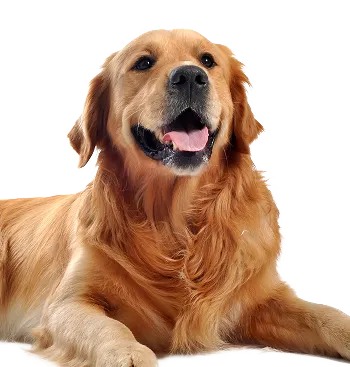 Medium & Large Breed Adults