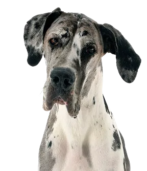 Giant Breed Adults