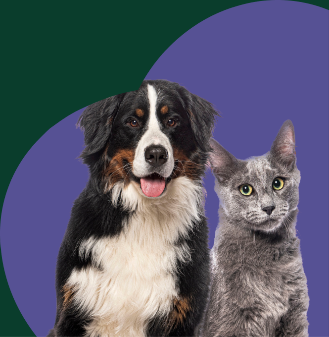 Cat and dog side by side
