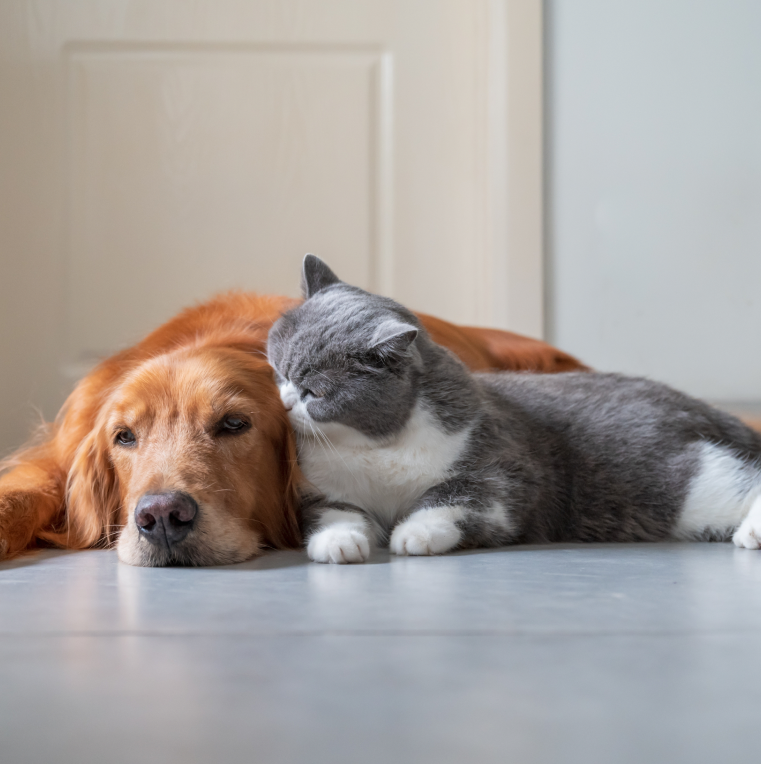 Golden retriever and cat resting together