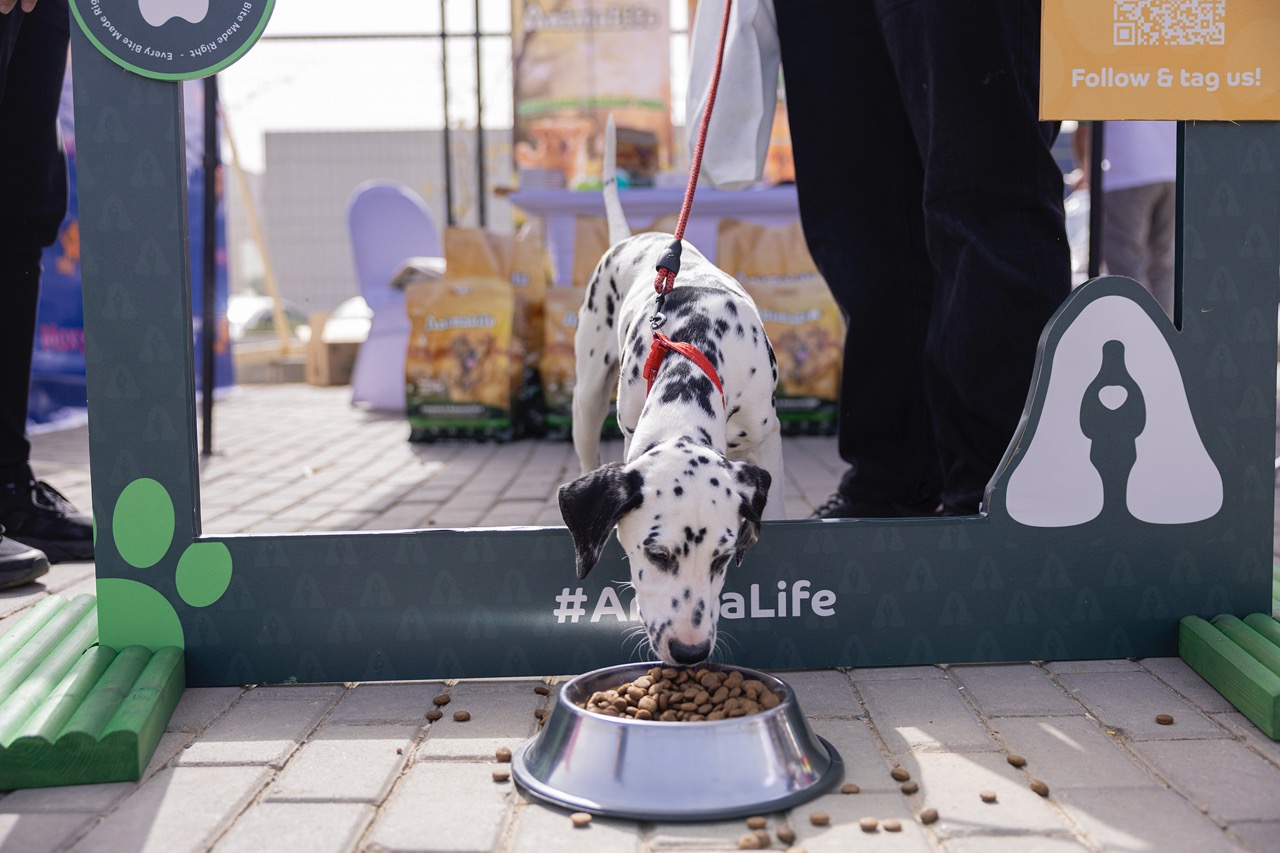 Smile, It's Dog's Day Out!