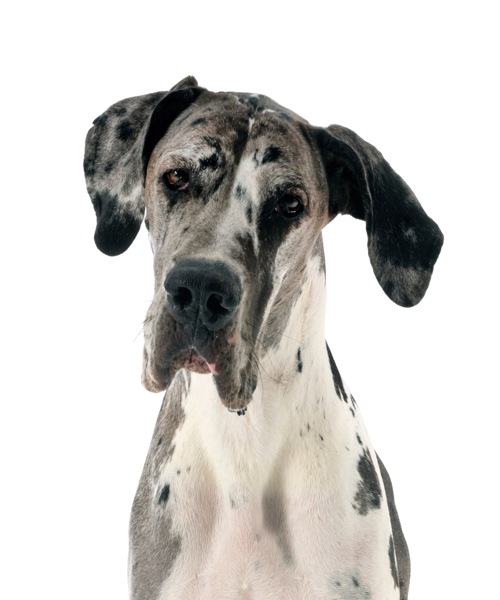 Giant Breed Adult