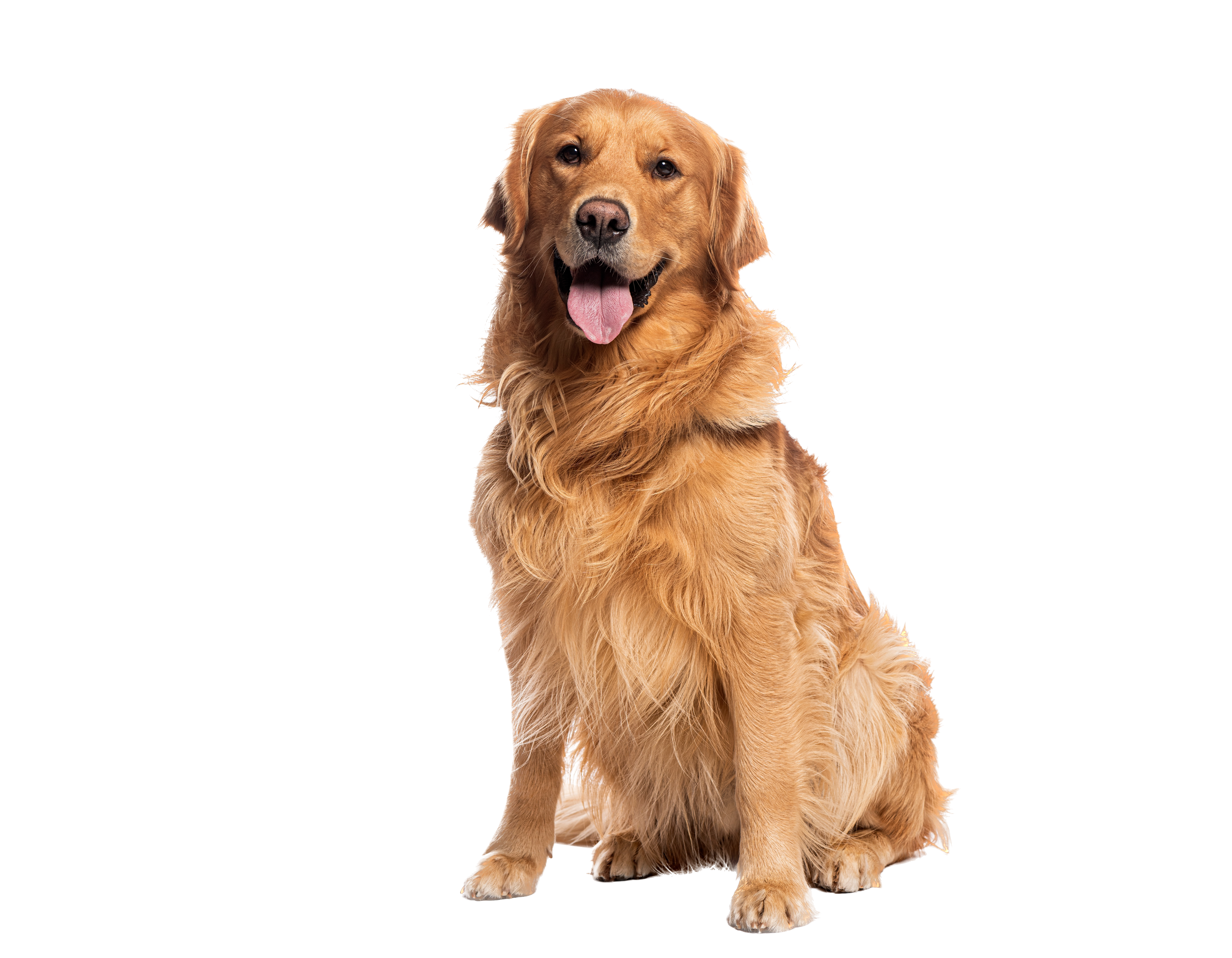 Medium & Large Breed Adult