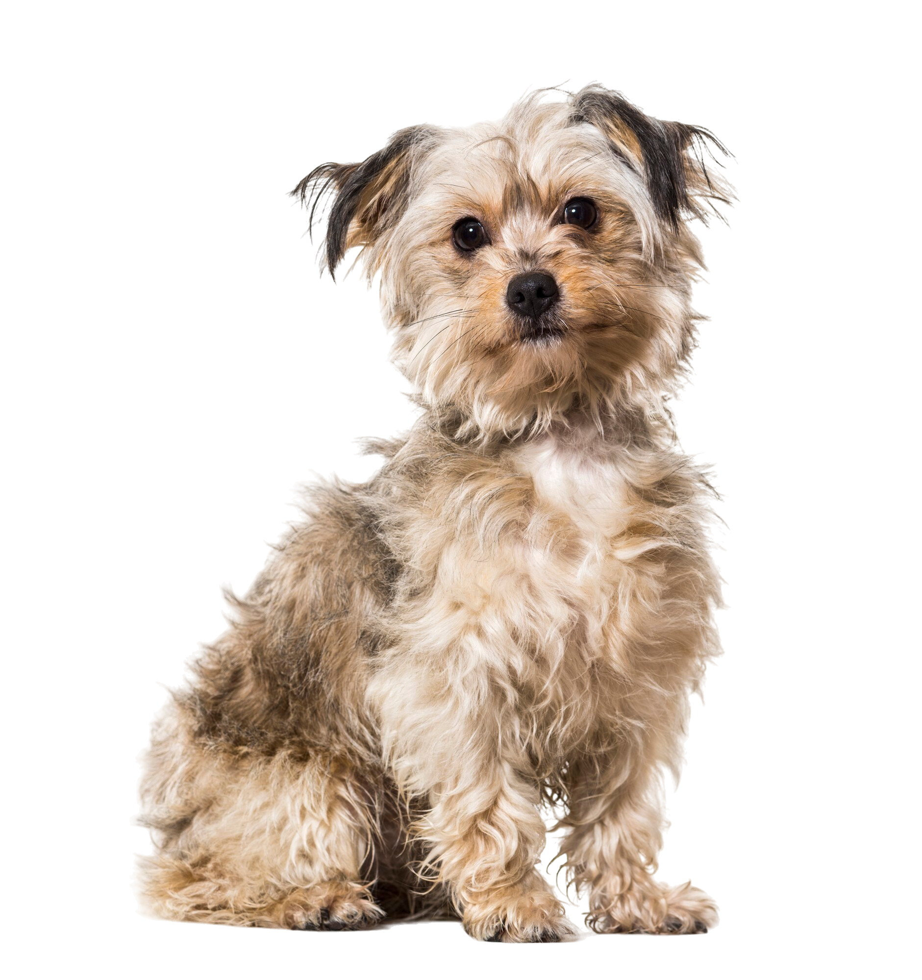 Small Breed Adult