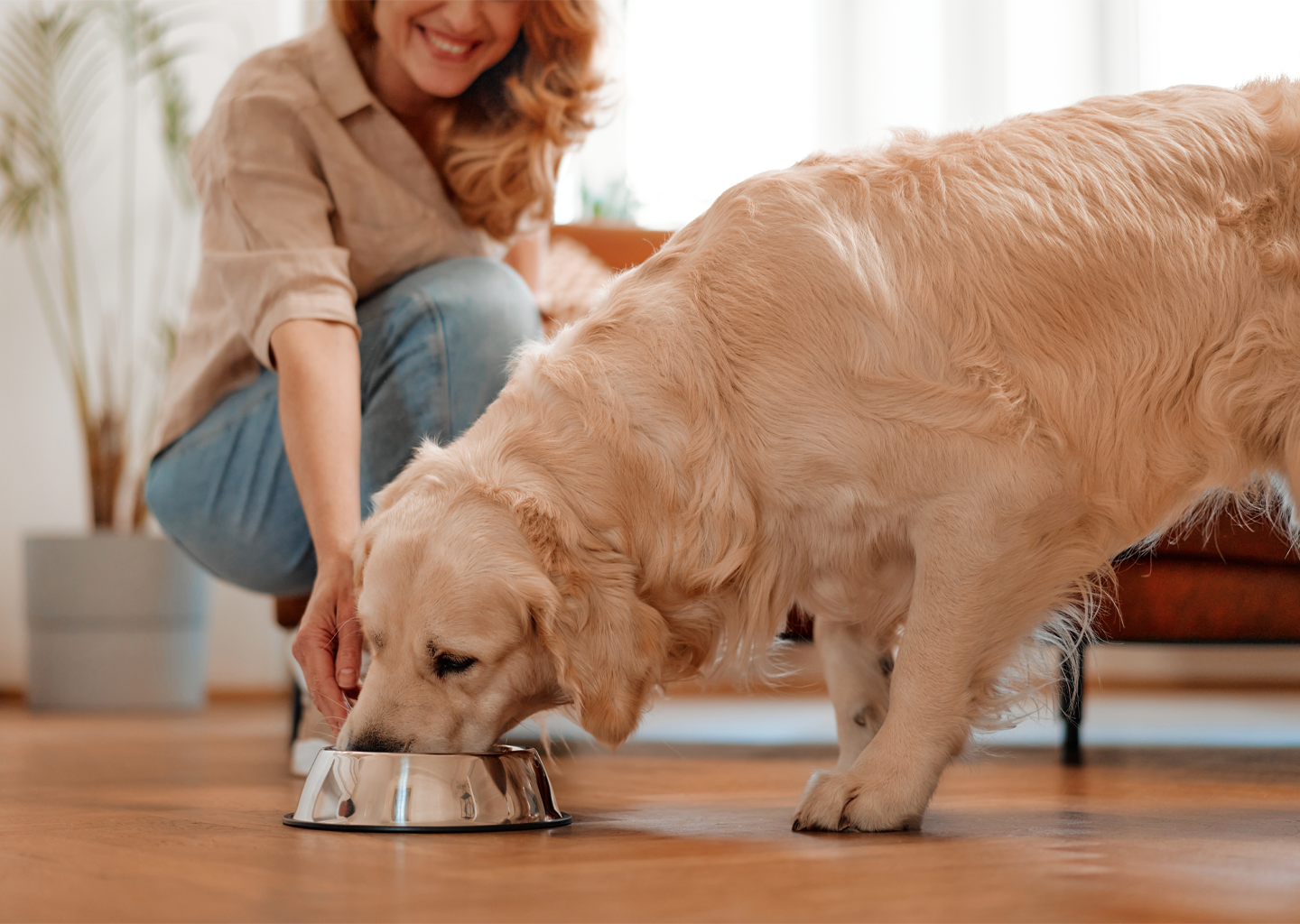 A woman feeding her golden retriever from a metal bowl at home