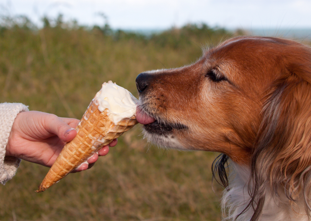A dog licking an ice cream cone held by a person outdoors