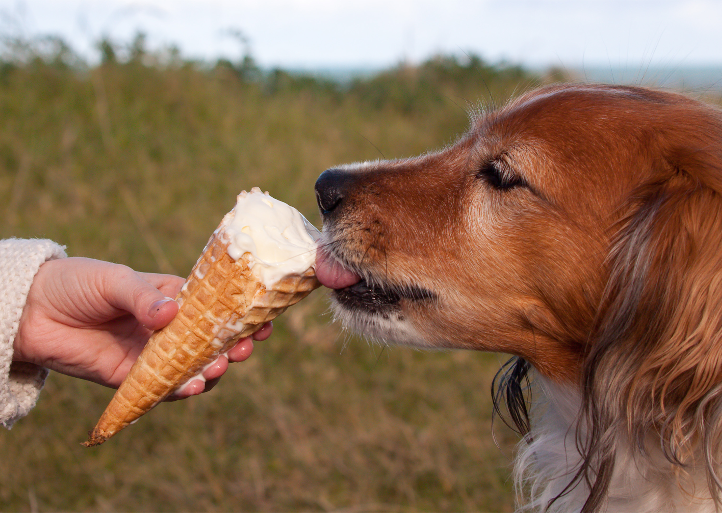 A dog licking an ice cream cone held by a person outdoors
